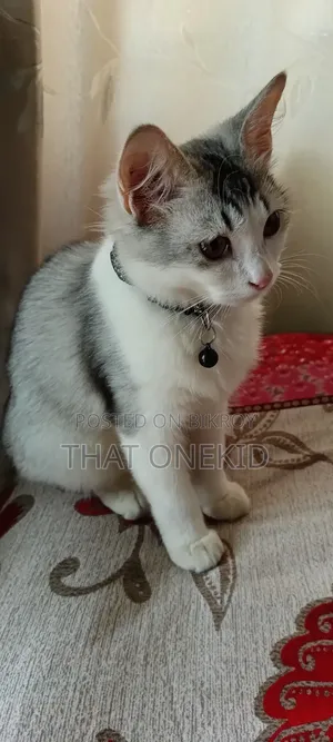 3-6 months Male Mixed Breed Maine Coon