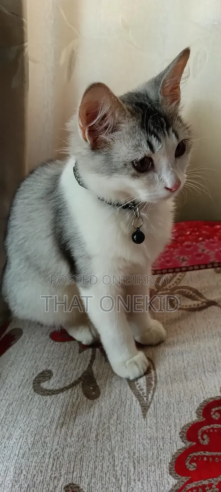 3-6 months Male Mixed Breed Maine Coon