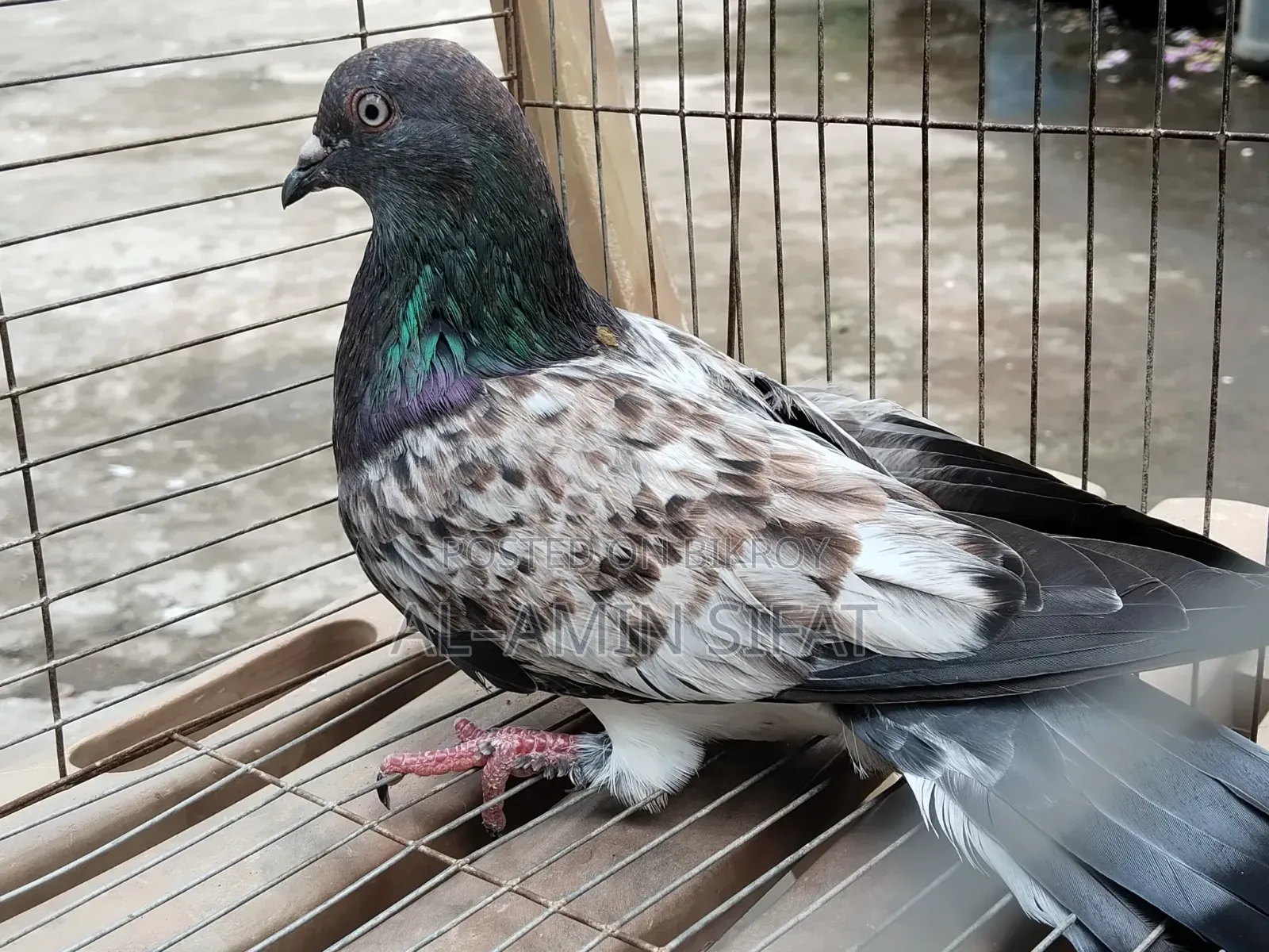Giribaj Pigeon