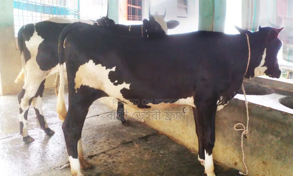 ১৩৬৪ নং উন্নত জাতের ৩টি বকনা বিক্রয় হবে।