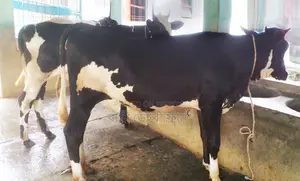 ১৩৬৪ নং উন্নত জাতের ৩টি বকনা বিক্রয় হবে।