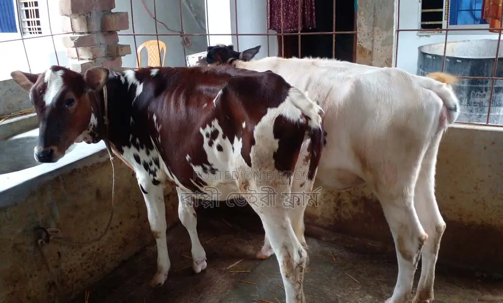 ১৩৬৫ নং উন্নত জাতের ২ টি বকনা বাছুর বিক্রি ।
