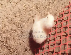 10 pieces of Brahma chicken chicks for sale.