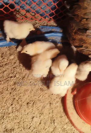 10 pieces of Brahma chicken chicks for sale.