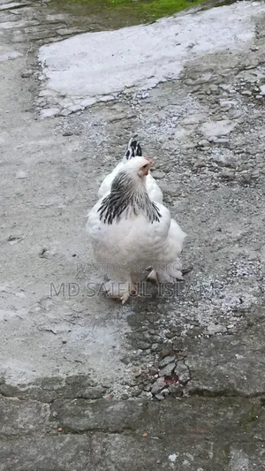 10 pieces of Brahma chicken chicks for sale.