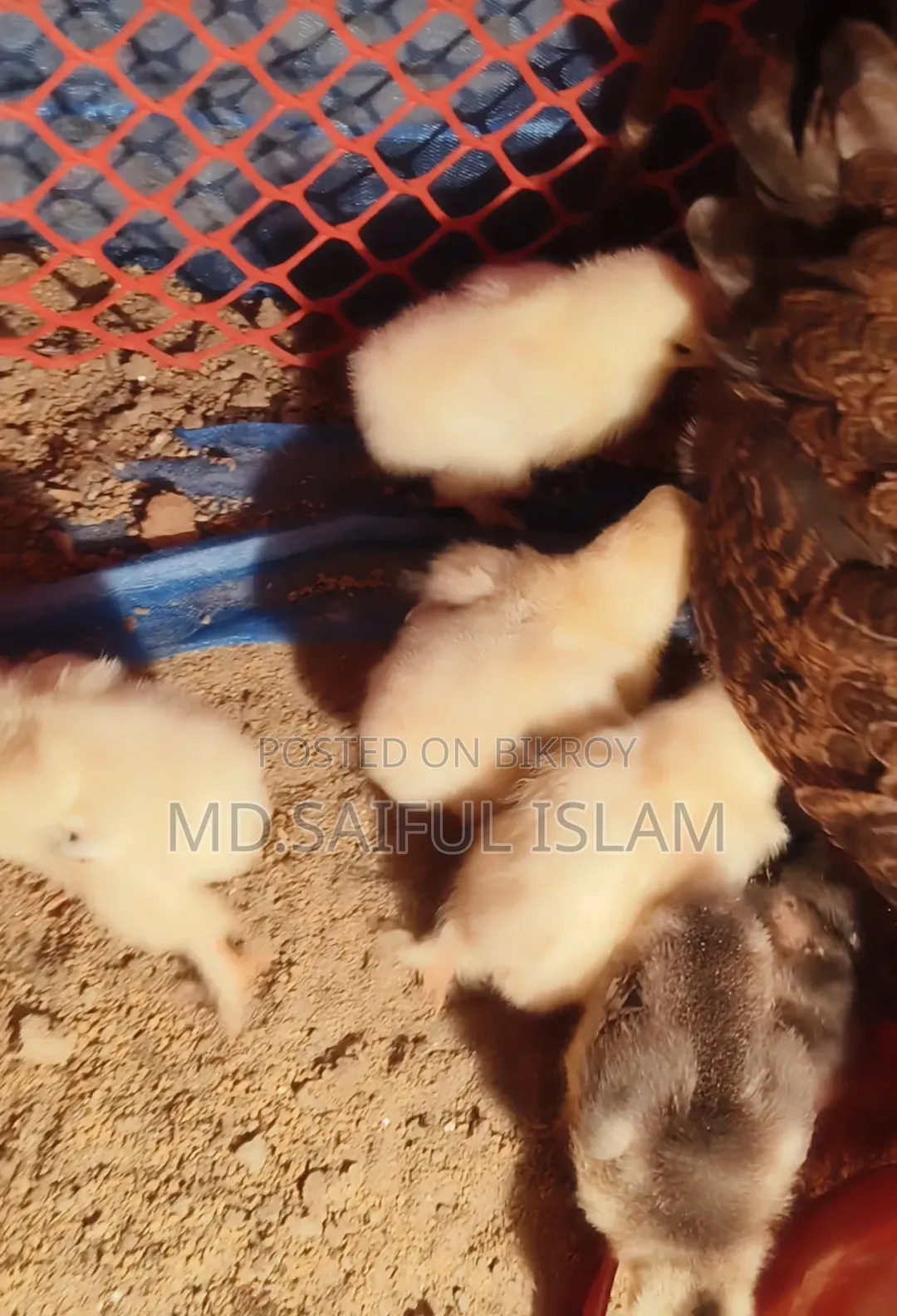 10 pieces of Brahma chicken chicks for sale.