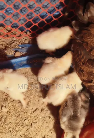 10 pieces of Brahma chicken chicks for sale.
