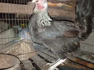 ফাওমি মোরগ ও পাকিস্তানি মুরগি