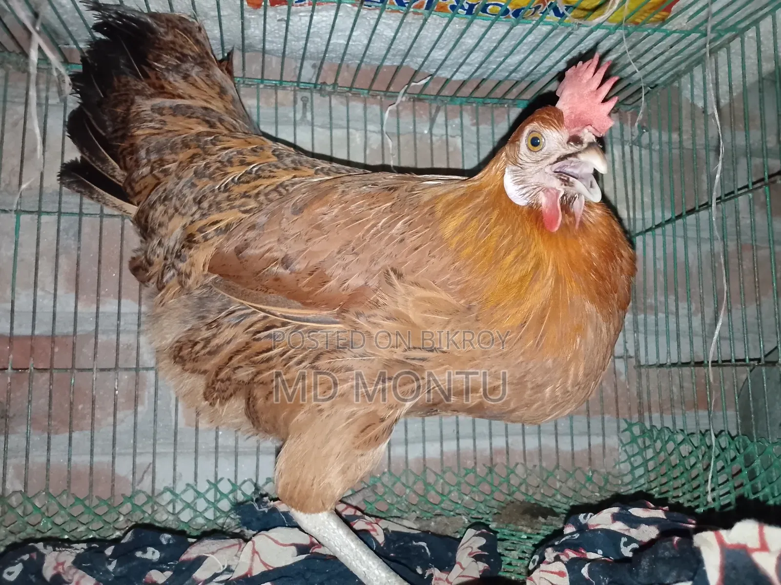 ফাওমি মোরগ ও পাকিস্তানি মুরগি
