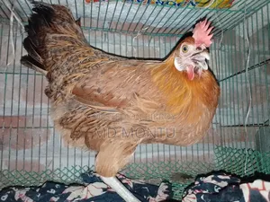 ফাওমি মোরগ ও পাকিস্তানি মুরগি