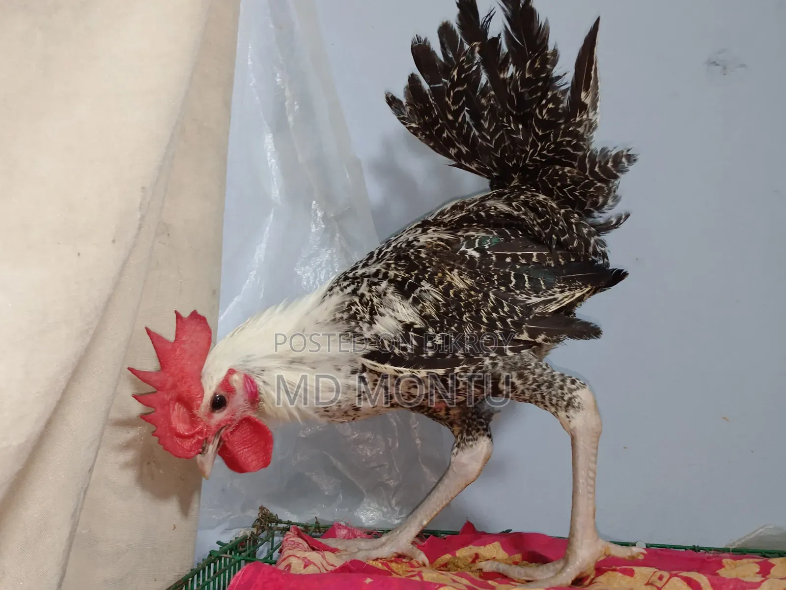 ফাওমি মোরগ ও পাকিস্তানি মুরগি