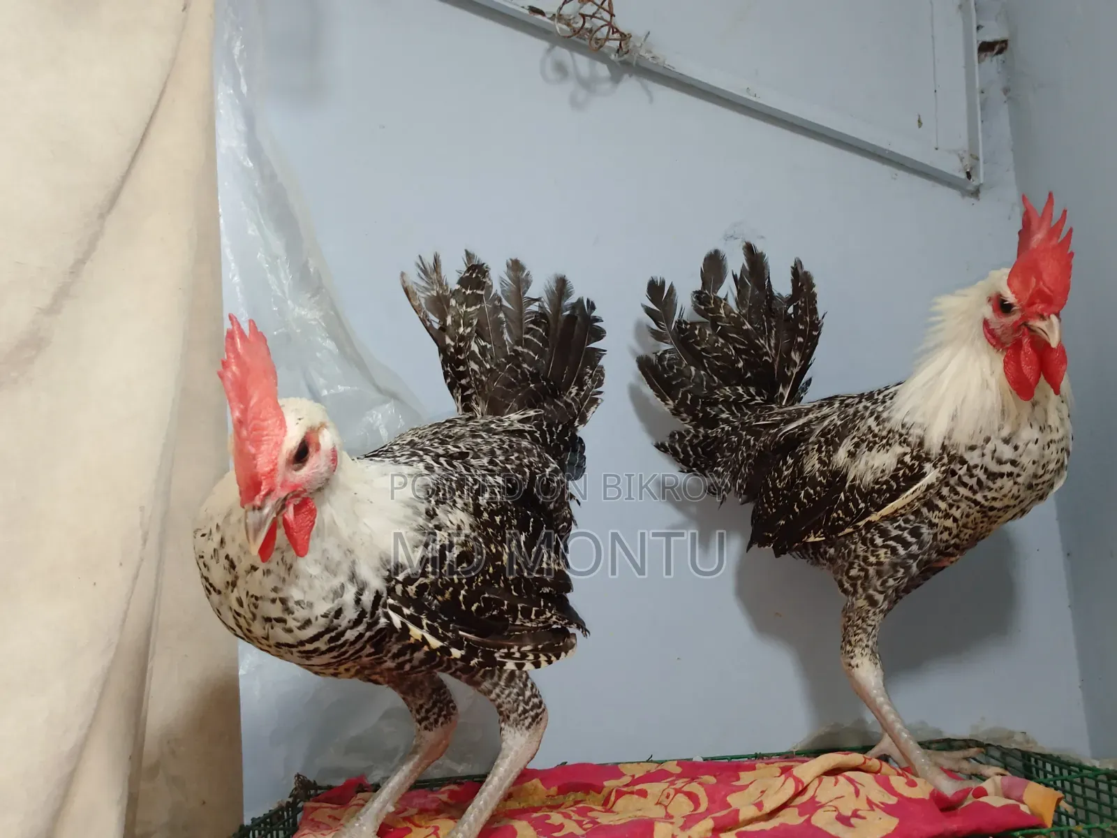 ফাওমি মোরগ ও পাকিস্তানি মুরগি