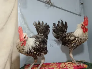 ফাওমি মোরগ ও পাকিস্তানি মুরগি