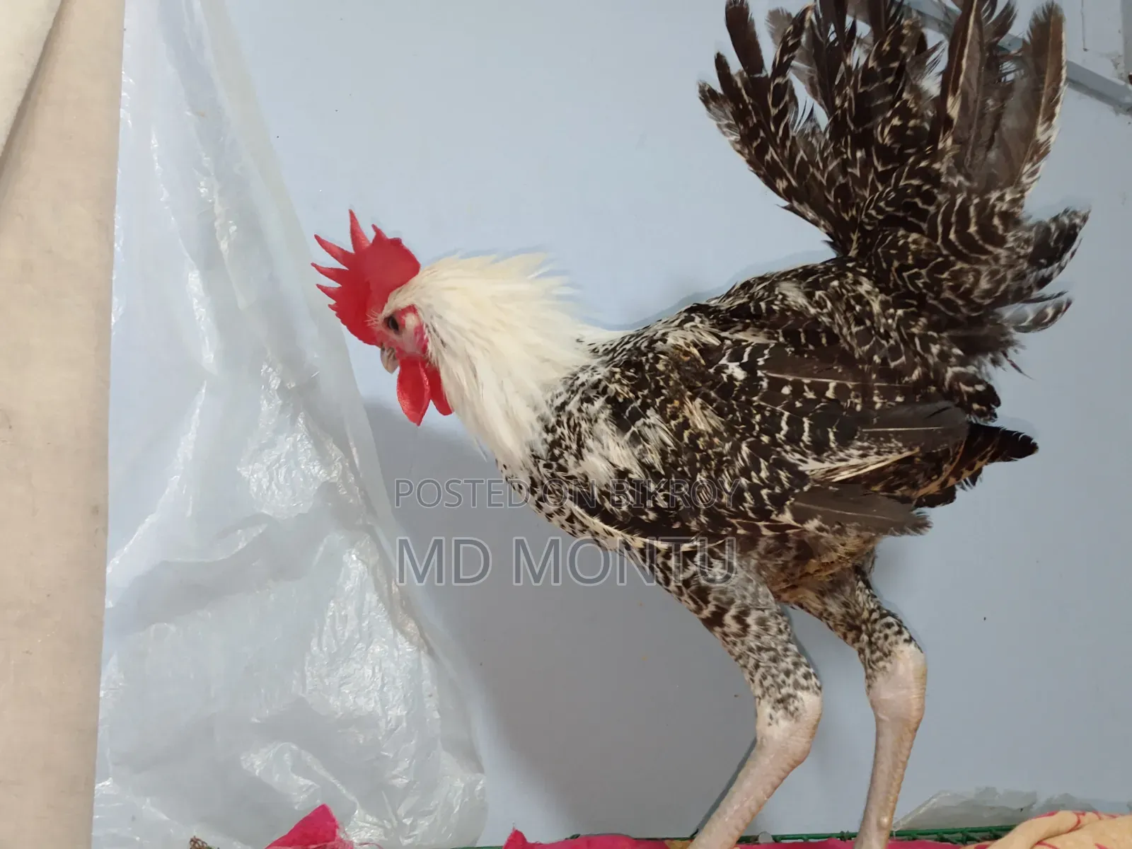 ফাওমি মোরগ ও পাকিস্তানি মুরগি