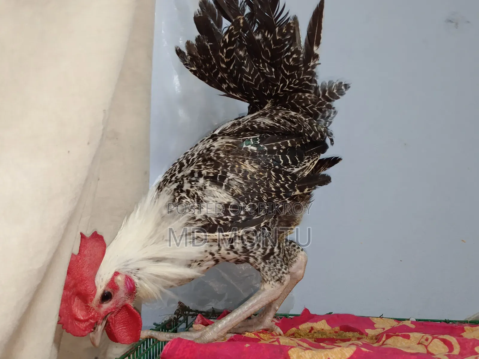 ফাওমি মোরগ ও পাকিস্তানি মুরগি
