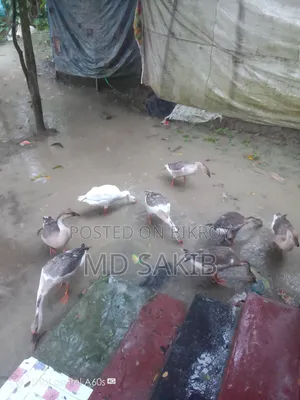 রাজা হাস বিক্রি হবে