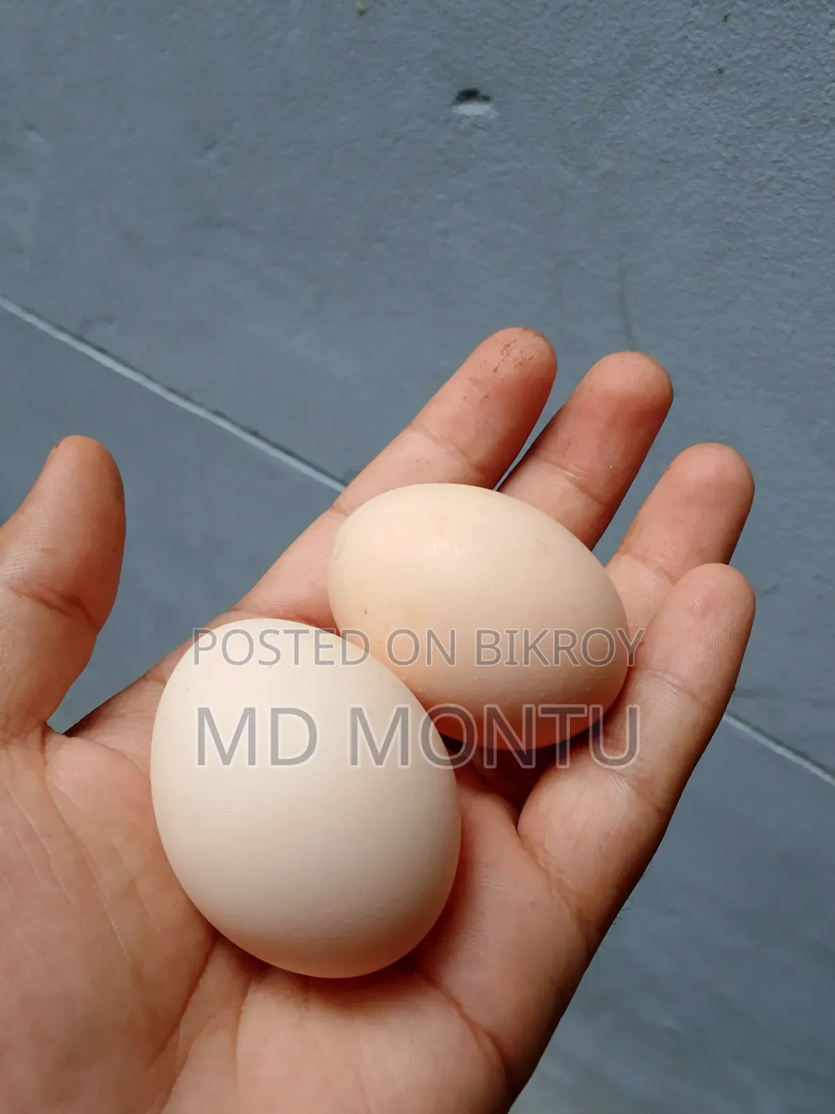 ফাওমি মোরগ ও পাকিস্তানি মুরগি