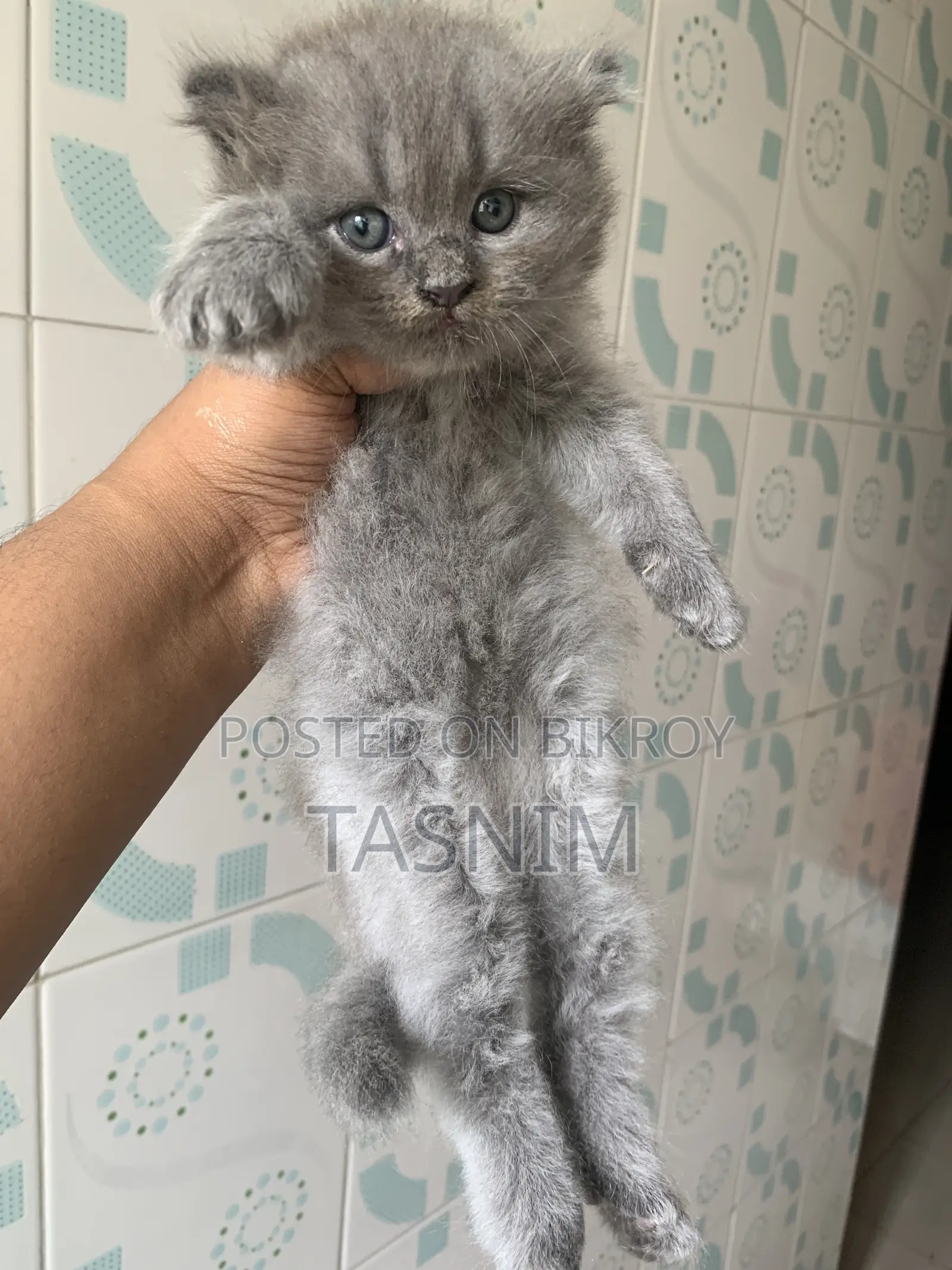 1-3 Months Male Purebred Persian