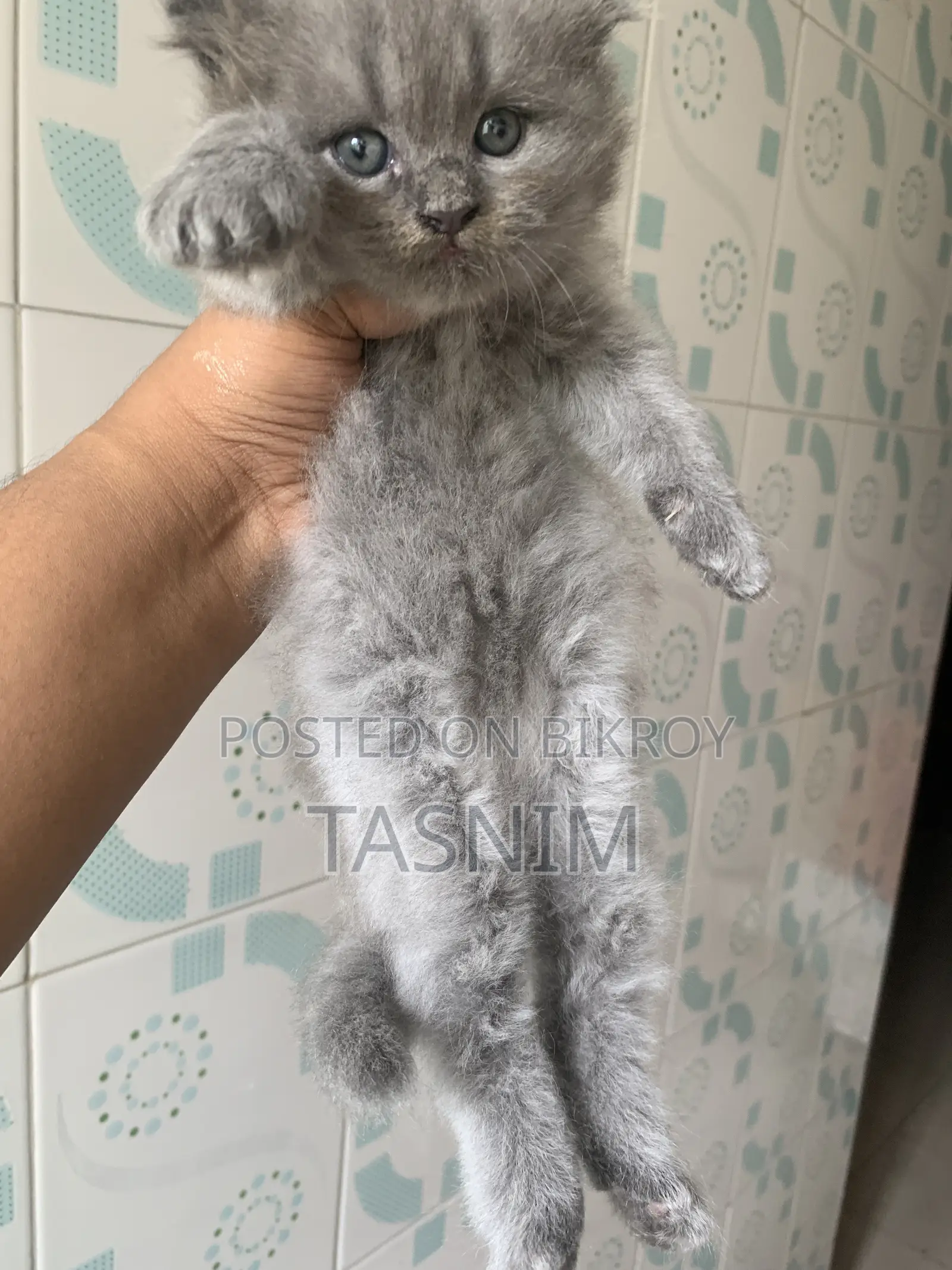 1-3 Months Male Purebred Persian