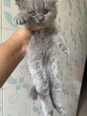 1-3 Months Male Purebred Persian