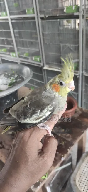 Cockatiel Baby