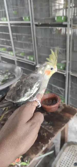 Cockatiel Baby