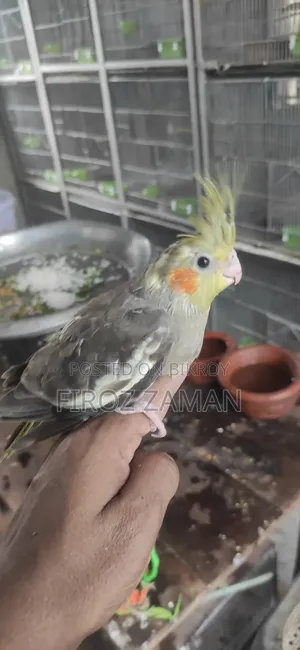 Cockatiel Baby
