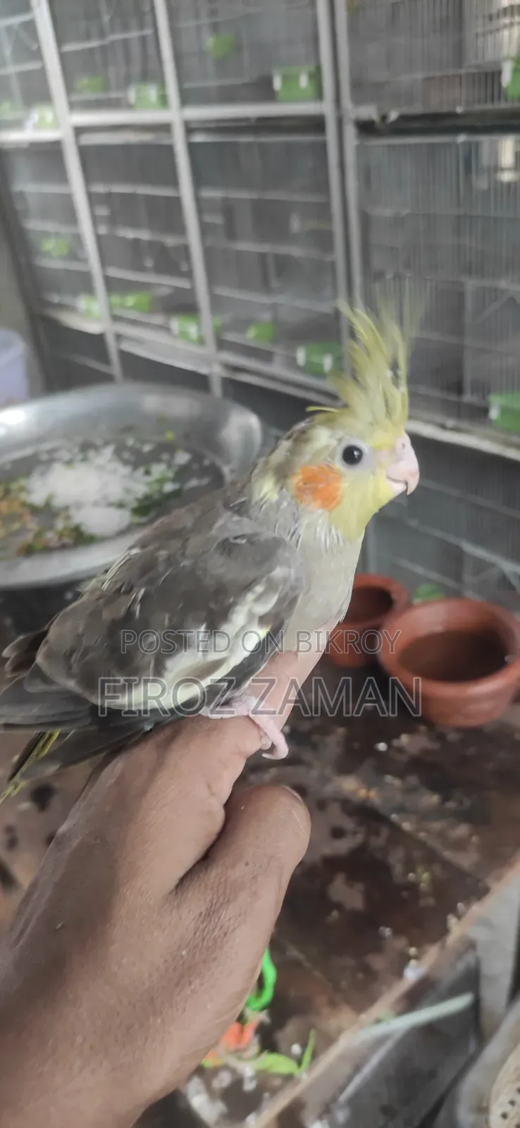 Cockatiel Baby