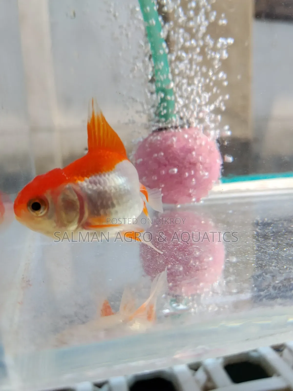সক্রিয় এবং সুস্থ গোল্ড ফিশ