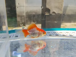 সক্রিয় এবং সুস্থ গোল্ড ফিশ