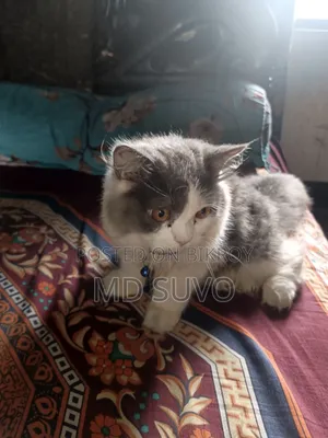 1-3 months Male Purebred Persian