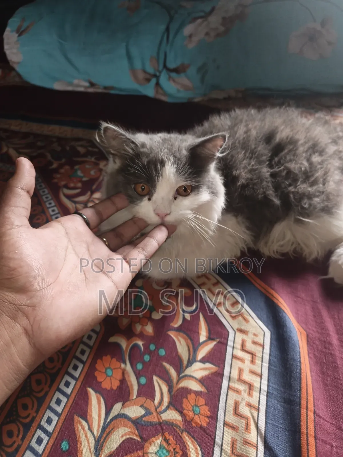 1-3 months Male Purebred Persian