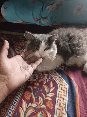 1-3 months Male Purebred Persian