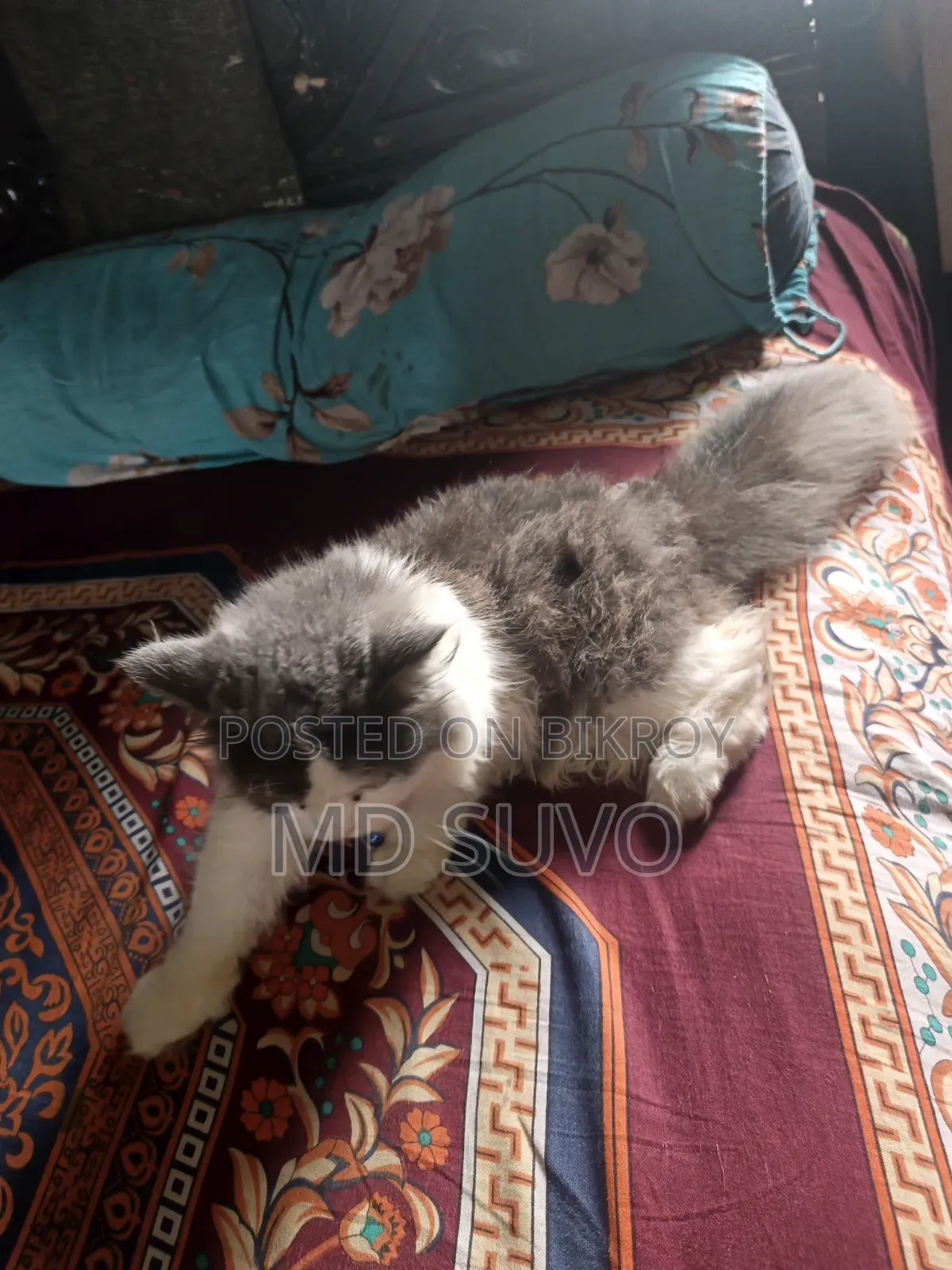 1-3 months Male Purebred Persian