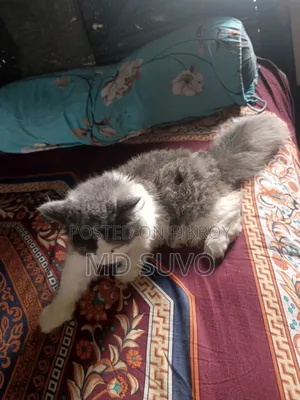 1-3 months Male Purebred Persian