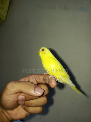 রেড আই লুটিনো বাজরিগার