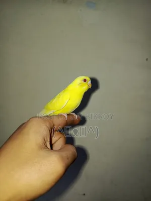 রেড আই লুটিনো বাজরিগার