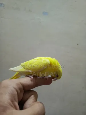 রেড আই লুটিনো বাজরিগার