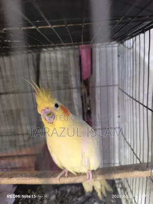 ককাটেল বিক্রি