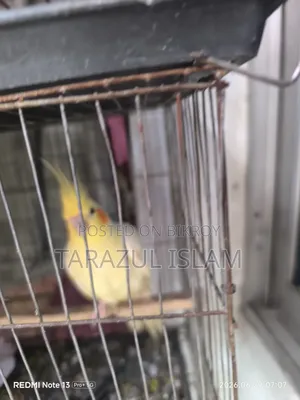ককাটেল বিক্রি