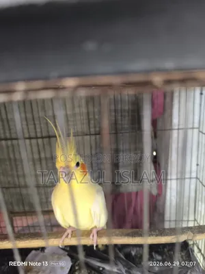 ককাটেল বিক্রি
