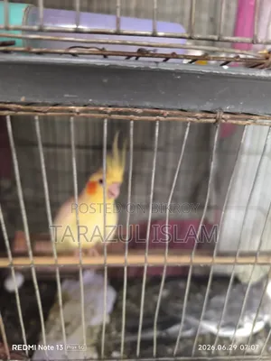 ককাটেল বিক্রি