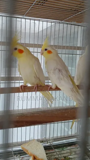 Cockatiel Self-Feed Tame Size Baby