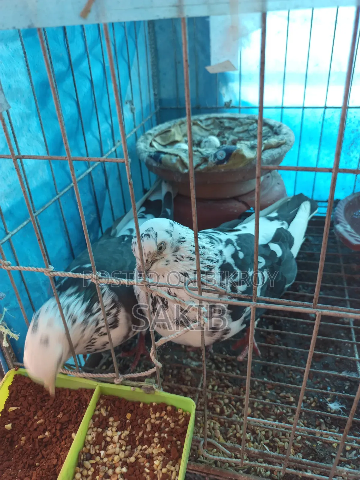 Golla Pigeon