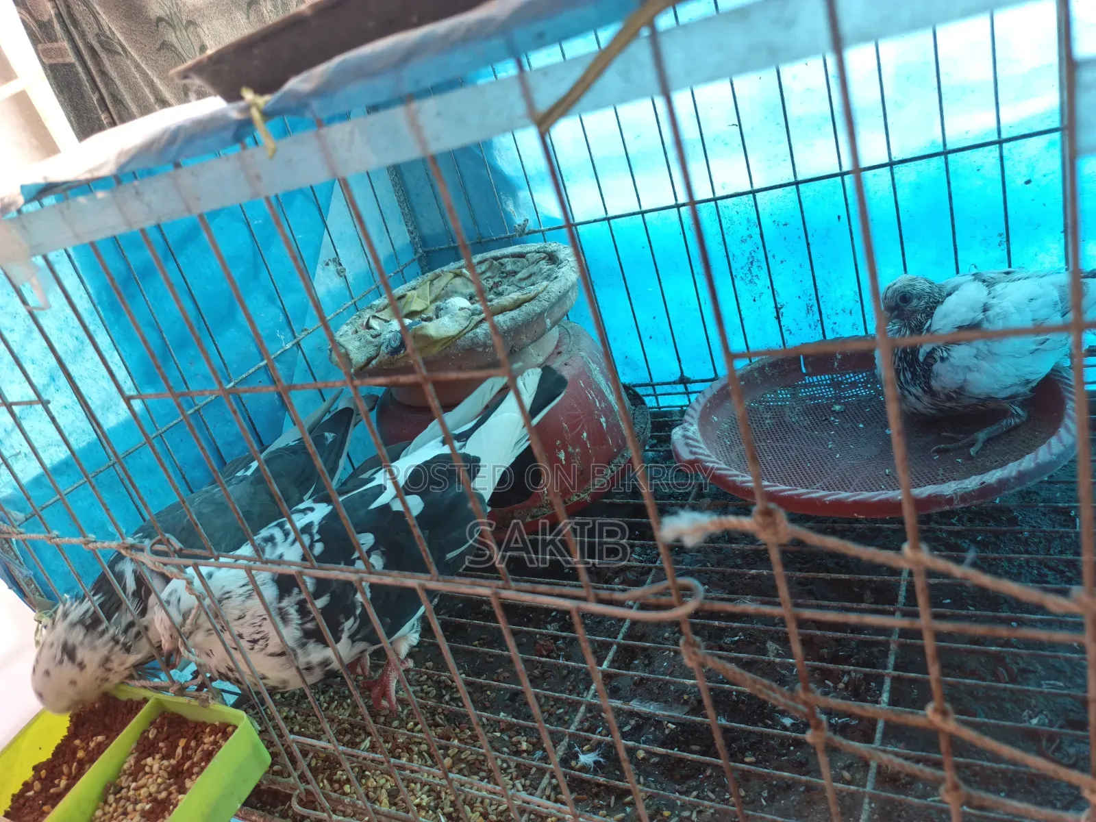 Golla Pigeon