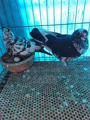 Golla Pigeon