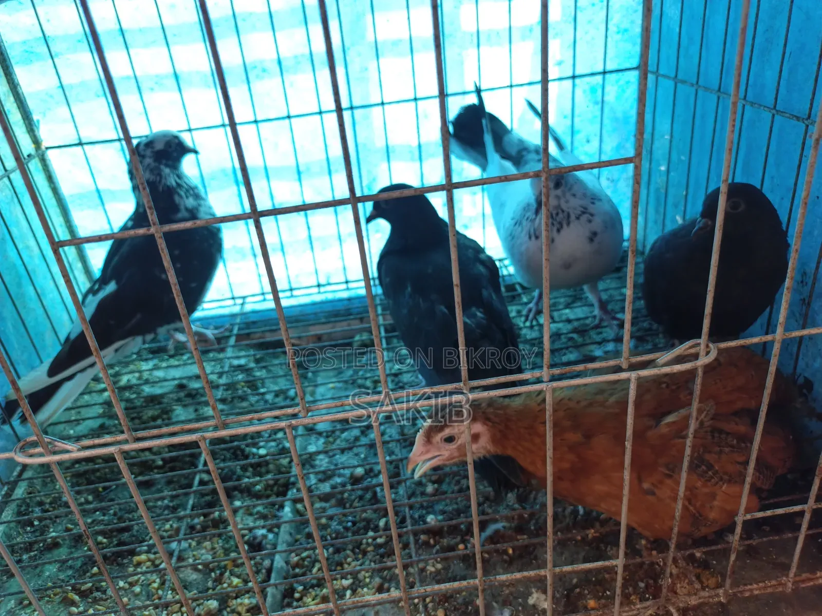 Golla Pigeon