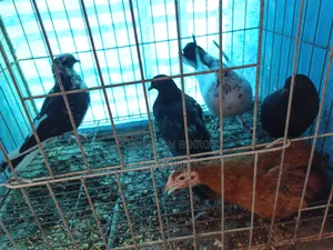 Golla Pigeon