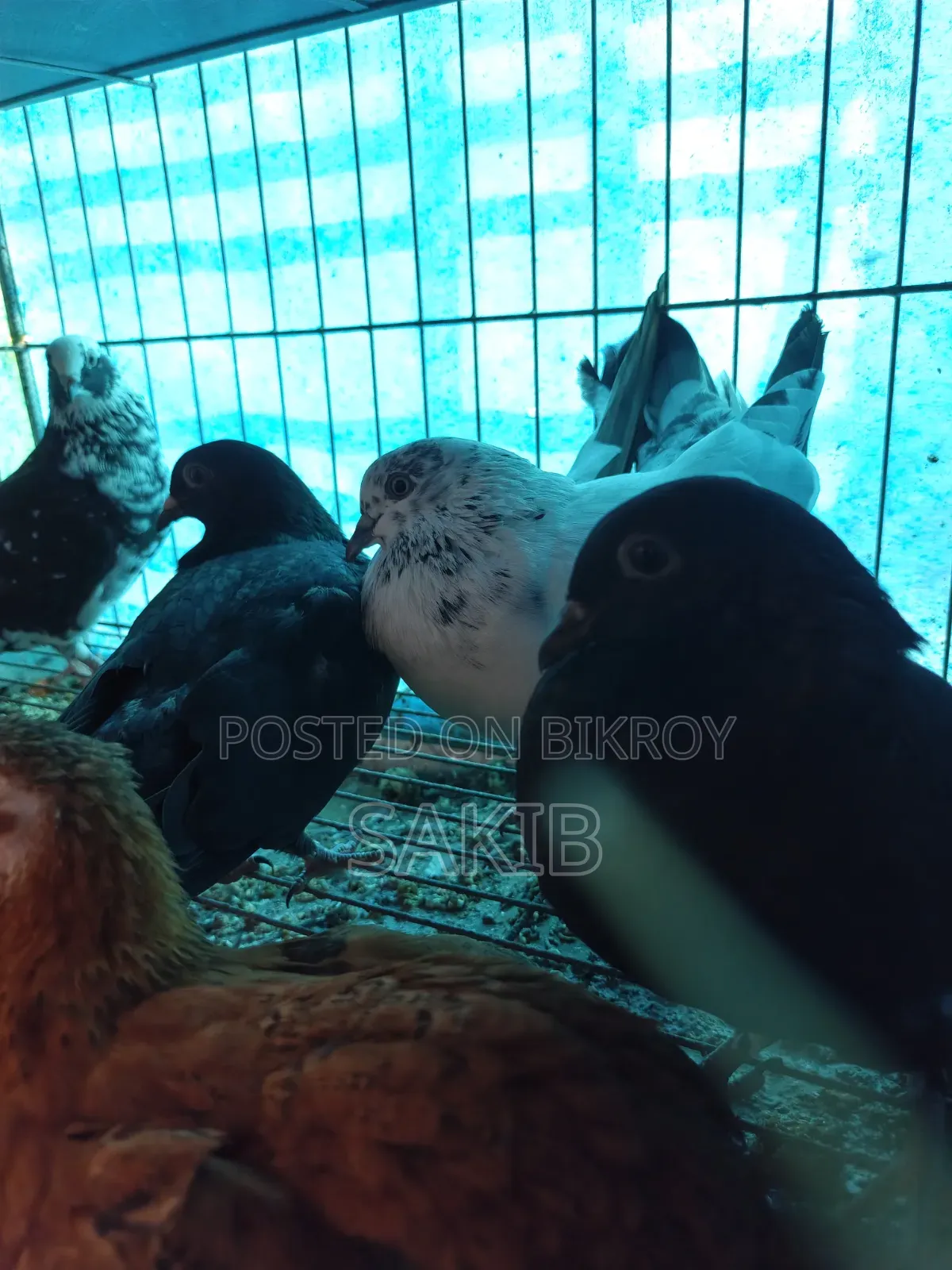 Golla Pigeon