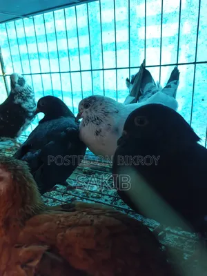 Golla Pigeon
